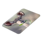 クドゥポートレート マグネット (左側)