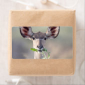 クドゥポートレート ラベル (インサイチュ)