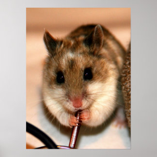 クナウ ポスター