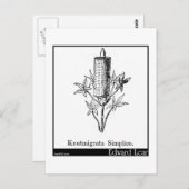 クヌートミグラタ・シンプリシエ ポストカード (正面/裏面)