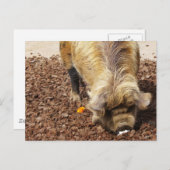 クネクネピグ ポストカード (正面/裏面)