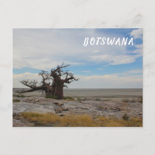 クブアイランドバオバブツリーバオバブボツワナの景色 ポストカード (正面)