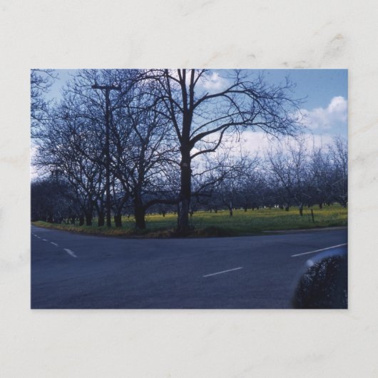 クペルティーノ果樹園1960 ポストカード (正面)