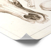 クマとタスマニア悪魔スカル解剖学プリント ポスター (角)