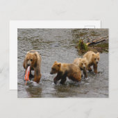 クマと3匹の子犬、ブルックス秋アラスカ ポストカード (正面/裏面)