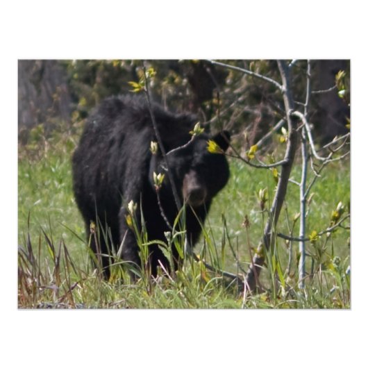 クマのぞき フォトプリント            (正面)