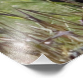 クマのぞき フォトプリント            (角)