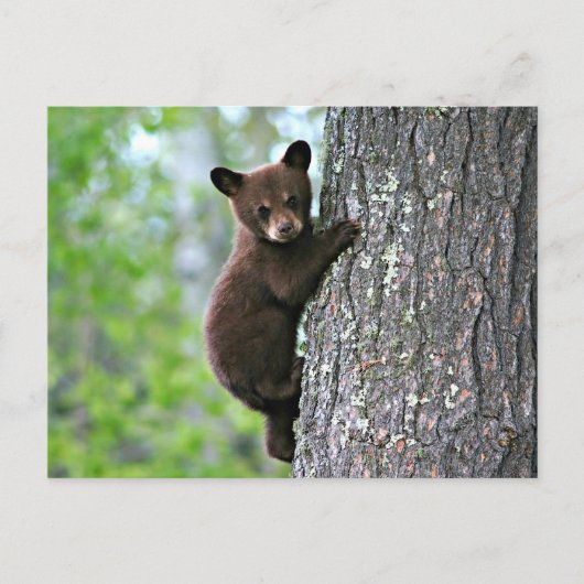 クマのクラブが木を登る ポストカード (正面)