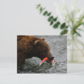 クマのクローズアップ、ブルックス滝アラスカ ポストカード (スタンド正面)