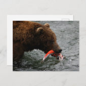クマのクローズアップ、ブルックス滝アラスカ ポストカード (正面/裏面)