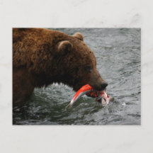 クマのクローズアップ、ブルックス滝アラスカ