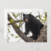 クマの登攀 ポストカード (正面/裏面)