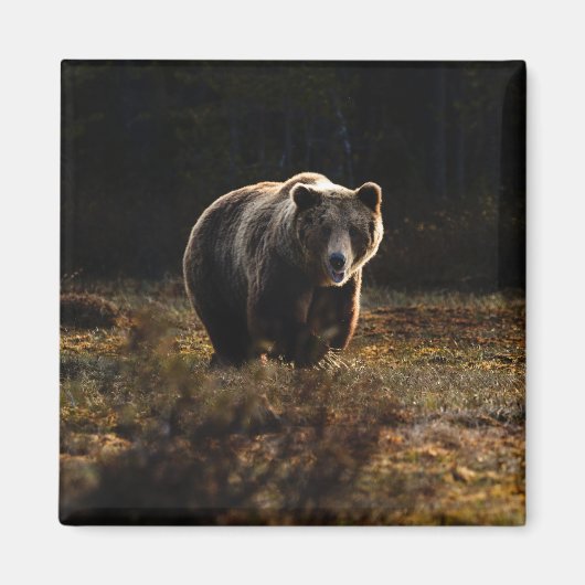 クマの磁石 マグネット (正面)