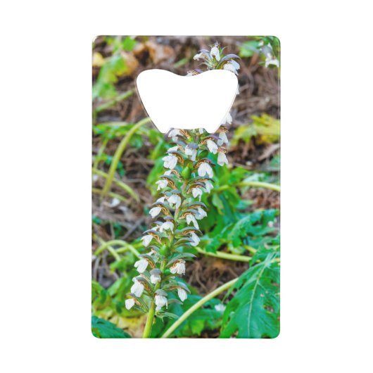 クマの雌雄同株 クレジットカード栓抜き (正面)