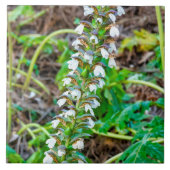 クマの雌雄同株 タイル (正面)