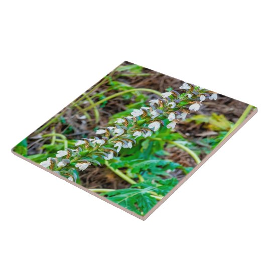 クマの雌雄同株 タイル (側面)