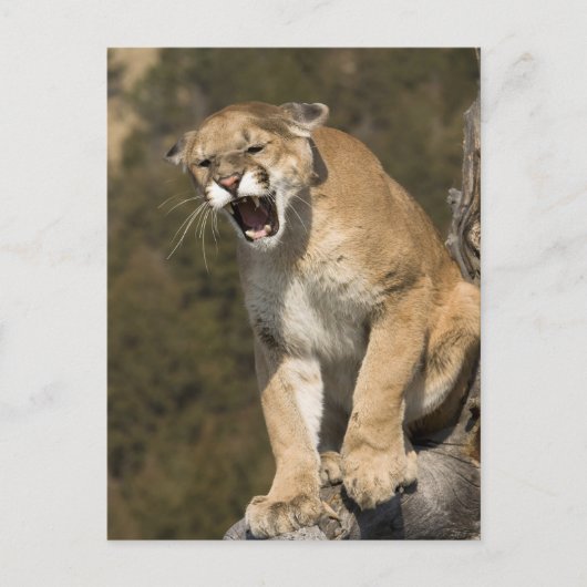 クマまたはマウンテンライオン、Puma concolor、 飼育下 - ポストカード (正面)