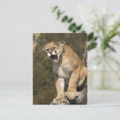 クマまたはマウンテンライオン、Puma concolor、 飼育下 - ポストカード (スタンド正面)