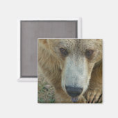 クマをなめる マグネット (正面/裏面)