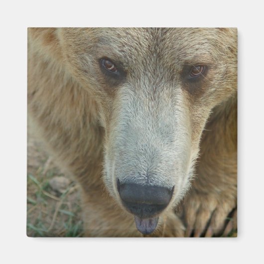 クマをなめる マグネット (正面)