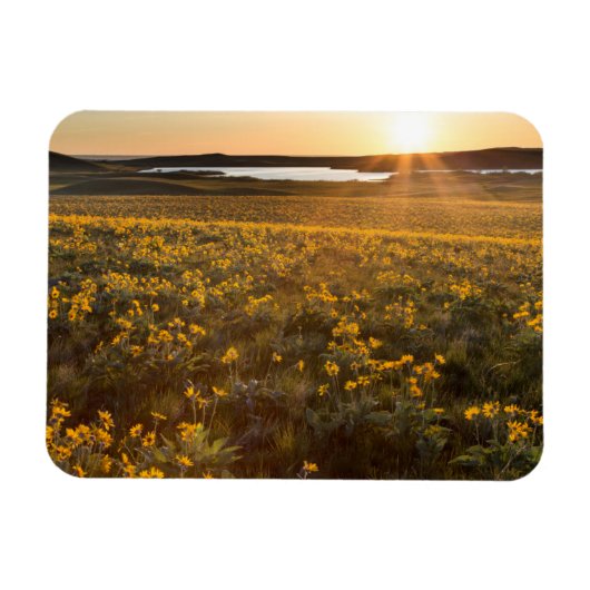 クマガサボノキの花のスタンド マグネット (横)