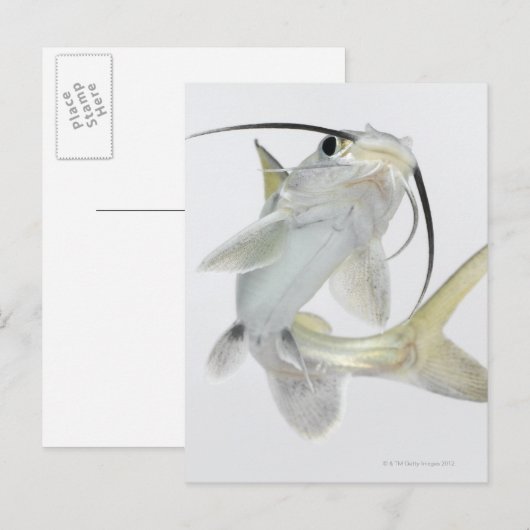 クマナマズ ポストカード (正面/裏面)