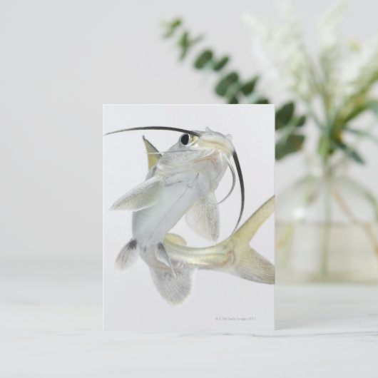 クマナマズ ポストカード (スタンド正面)