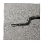 クマネズミヘビ タイル (正面)