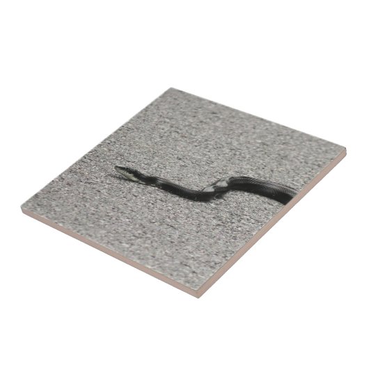 クマネズミヘビ タイル (側面)