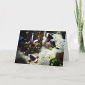 「クマノミの誕生日カード」 カード (正面)