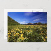 クマノミは大草原を覆う ポストカード (正面/裏面)