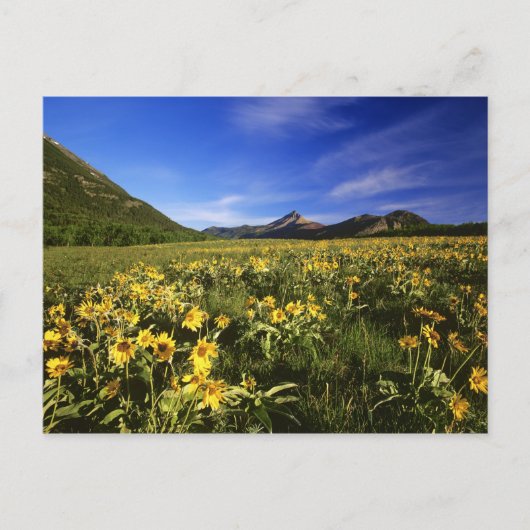 クマノミは大草原を覆う ポストカード (正面)