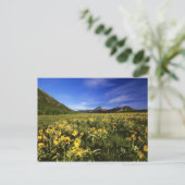 クマノミは大草原を覆う ポストカード (スタンド正面)