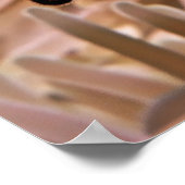 クマノミ科 ポスター (角)