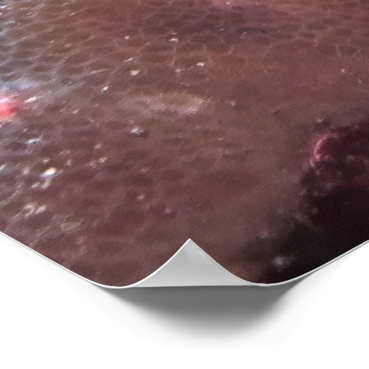 クマノミ ポスター (角)