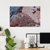 クマノミ ポスター (ホームオフィス)