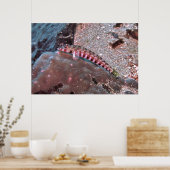 クマノミ ポスター (キッチン)