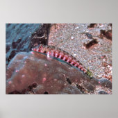 クマノミ ポスター (正面)