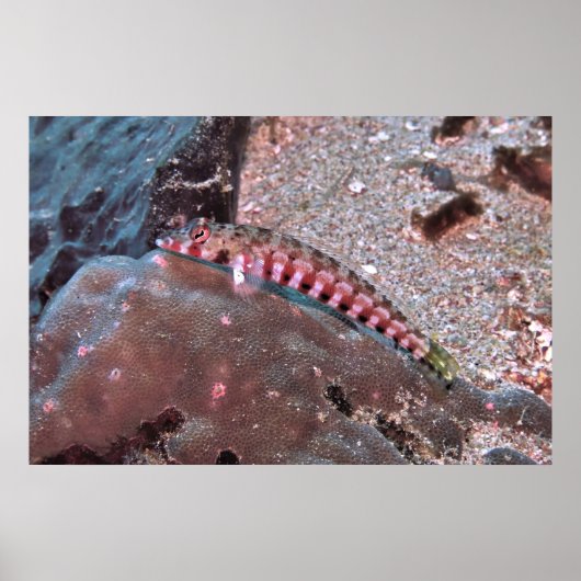 クマノミ ポスター (正面)