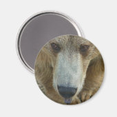 クマ舐め マグネット (正面/裏面)