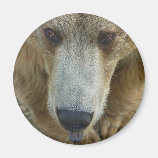 クマ舐め マグネット (正面)