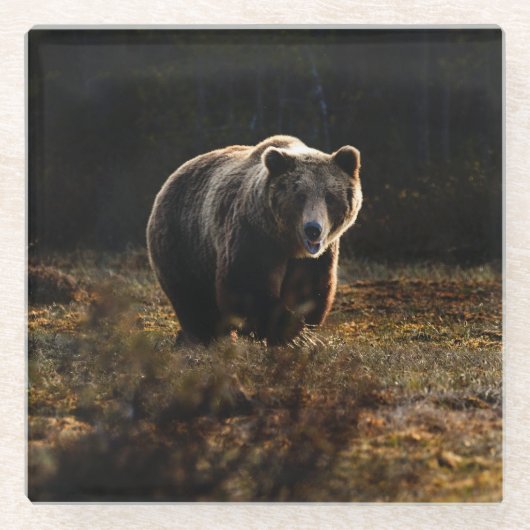 クマ ガラスコースター (正面)