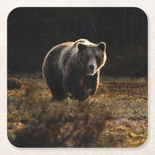クマ スクエアペーパーコースター (正面)