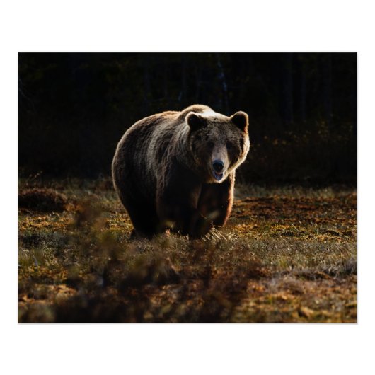 クマ ポスター (正面)