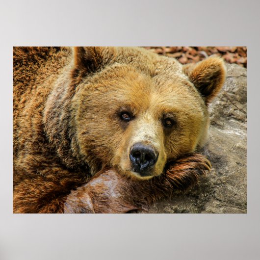 クマ ポスター (正面)