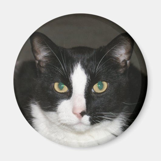 クマ マグネット (正面)