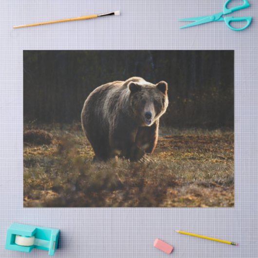 クマ 薄葉紙 (クラフト)