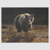 クマ 薄葉紙 (正面)