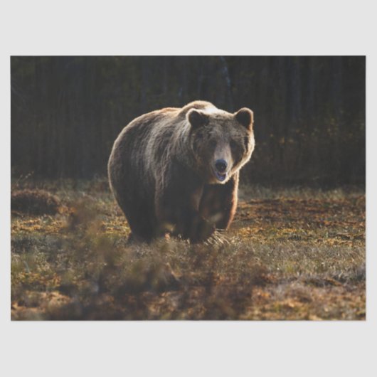 クマ 薄葉紙 (正面)