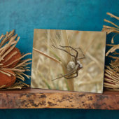 クモと卵の嚢プラーク フォトプラーク (側面)